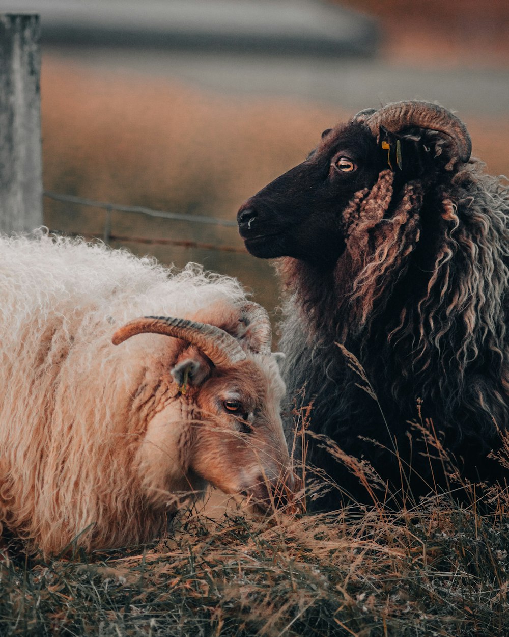 pecore bianche e nere sul campo di erba marrone durante il giorno