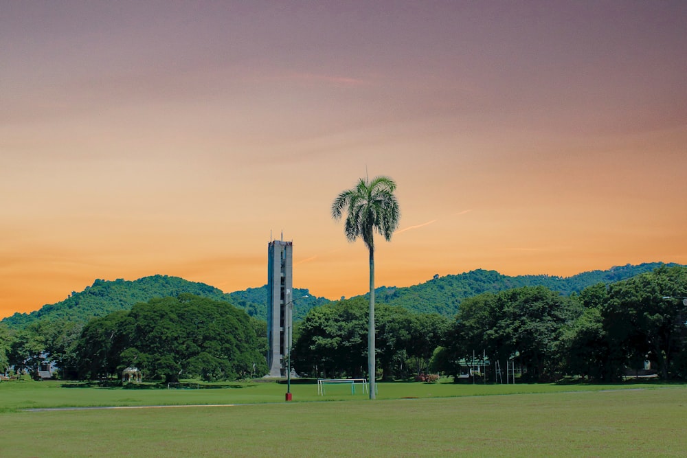 green palm tree on green grass field during daytime