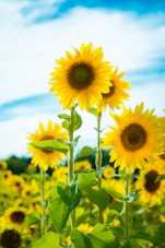 yellow sunflower in close up photography