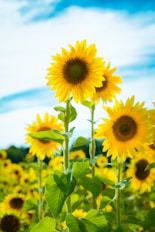 yellow sunflower in close up photography