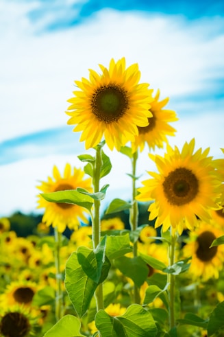 yellow sunflower in close up photography