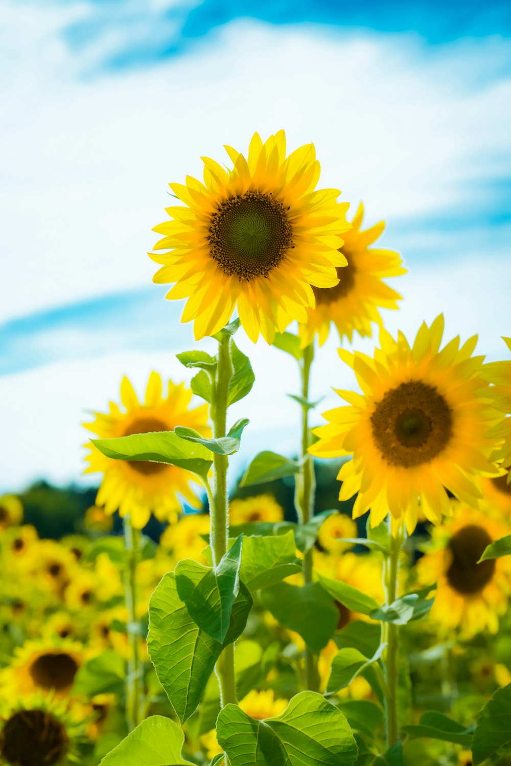 Girasol amarillo en fotografía de primer plano