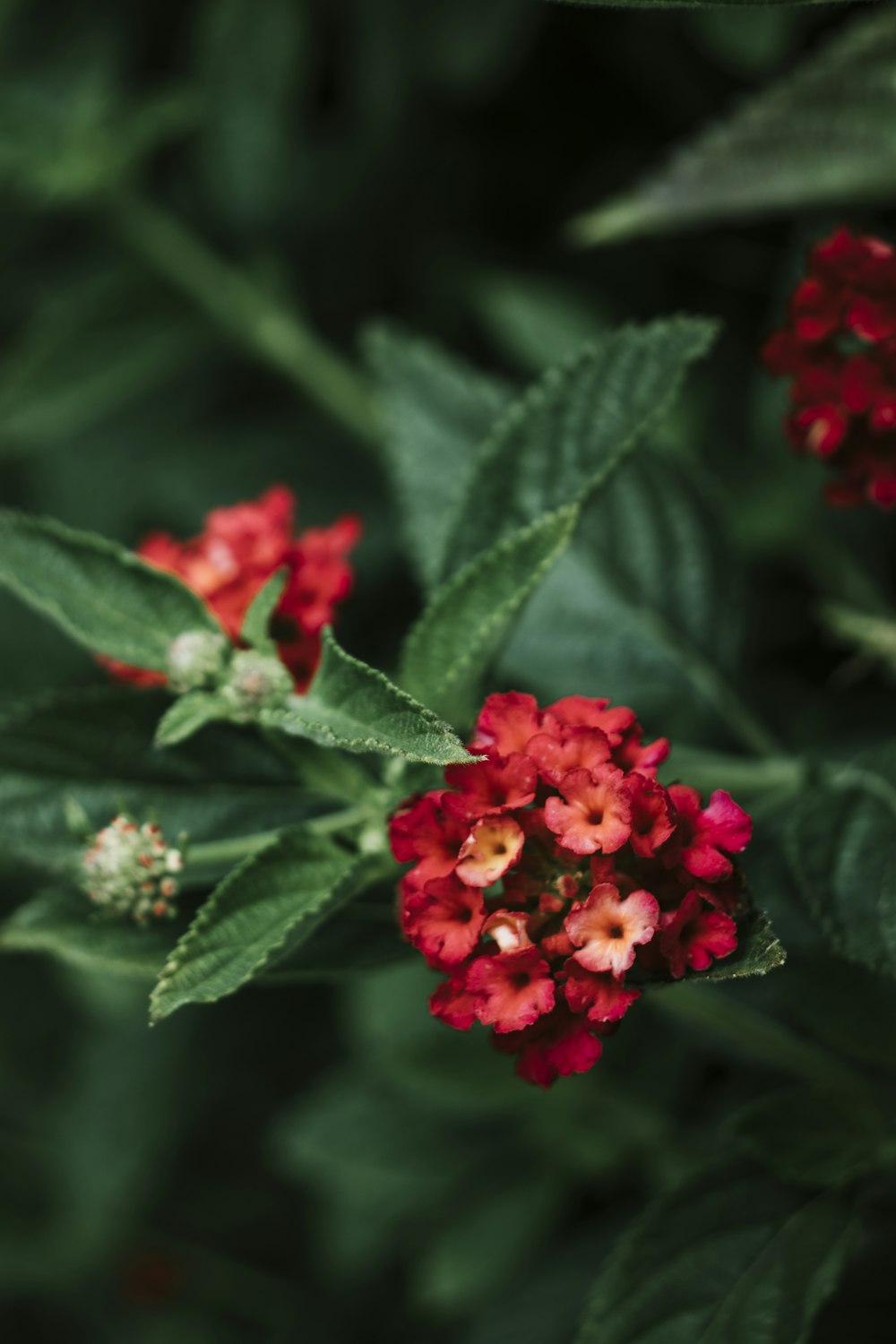 red flower with green leaves