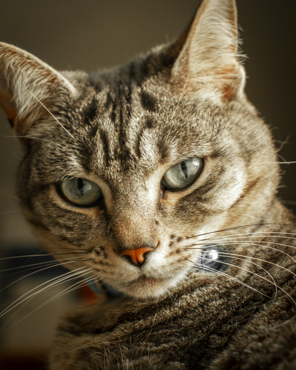 brown tabby cat in close up photography