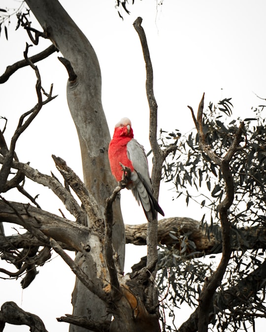 red and white bird on brown tree branch during daytime in Adelaide SA Australia