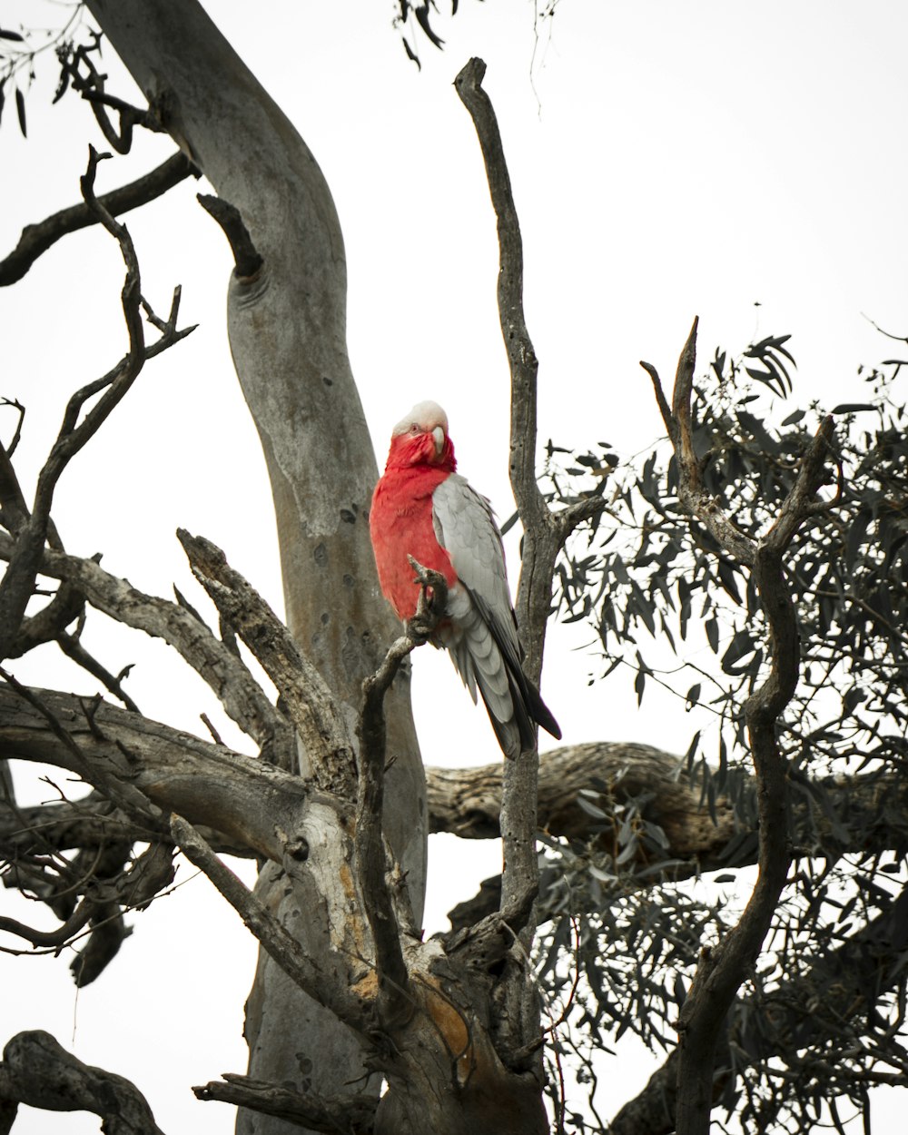 red and white bird on brown tree branch during daytime
