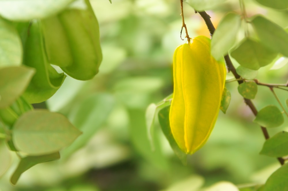 yellow flower bud in close up photography