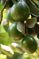 Clusters of green avocados hang from branches, surrounded by glossy leaves. The avocados have a smooth texture with a few brown speckles, and the leaves are broad with visible veins.