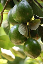 Clusters of green avocados hang from branches, surrounded by glossy leaves. The avocados have a smooth texture with a few brown speckles, and the leaves are broad with visible veins.