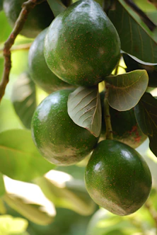 green round fruits on tree