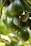 Clusters of green avocados hang from branches, surrounded by glossy leaves. The avocados have a smooth texture with a few brown speckles, and the leaves are broad with visible veins.