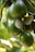 Clusters of green avocados hang from branches, surrounded by glossy leaves. The avocados have a smooth texture with a few brown speckles, and the leaves are broad with visible veins.