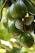 Clusters of green avocados hang from branches, surrounded by glossy leaves. The avocados have a smooth texture with a few brown speckles, and the leaves are broad with visible veins.
