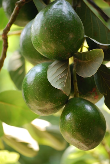 Clusters of green avocados hang from branches, surrounded by glossy leaves. The avocados have a smooth texture with a few brown speckles, and the leaves are broad with visible veins.