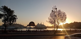 silhouette of trees near white building during sunset