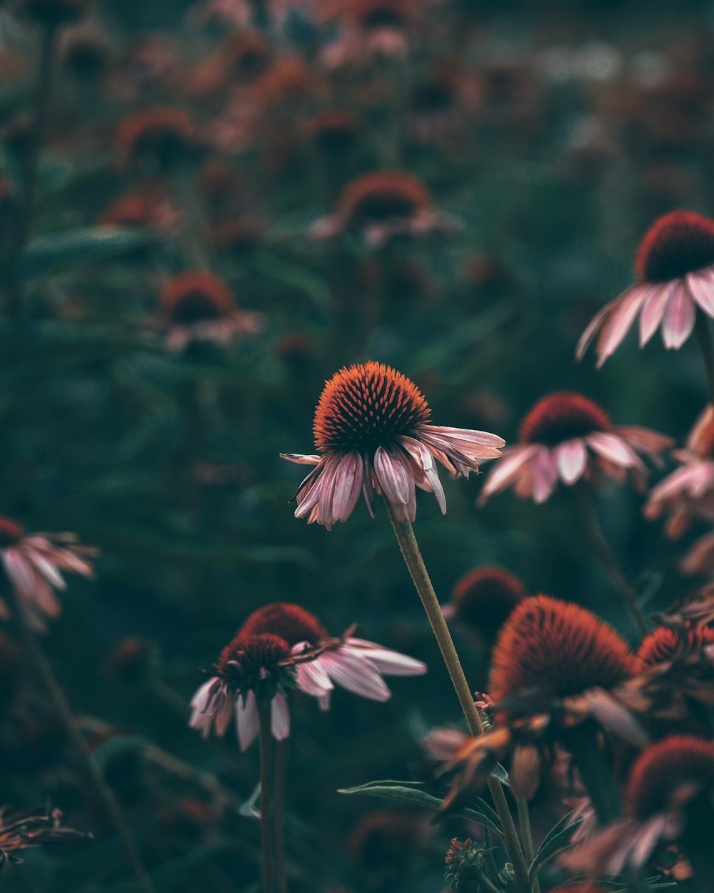 red and white flowers in tilt shift lens