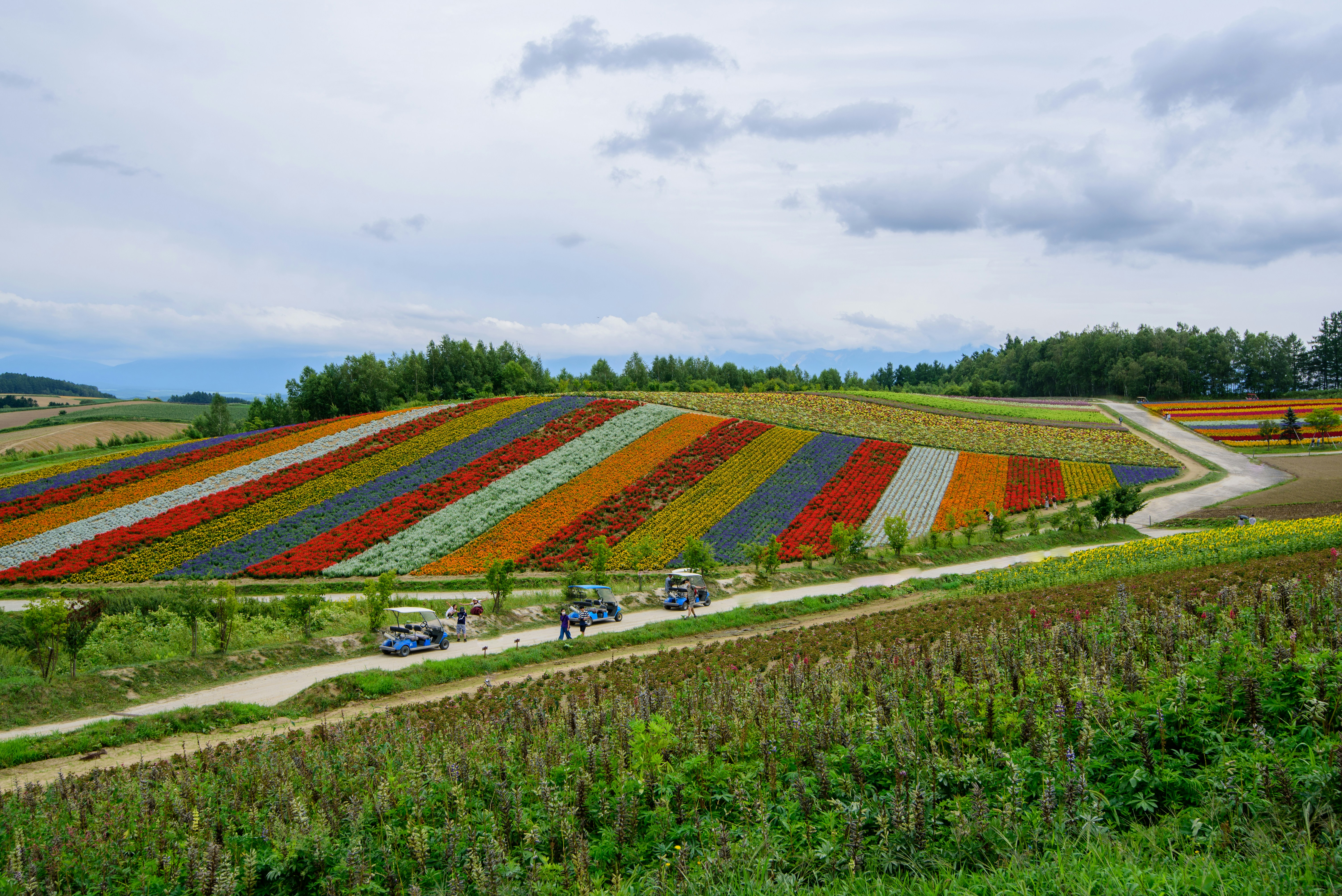 green and red grass field under cloudy sky during daytime