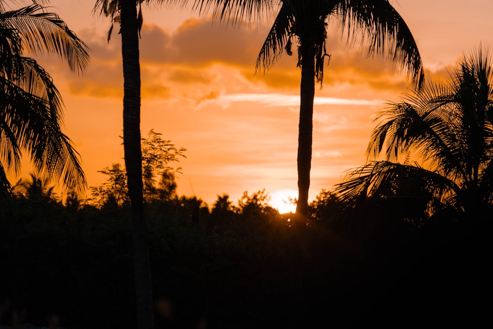 silhouette of trees during sunset