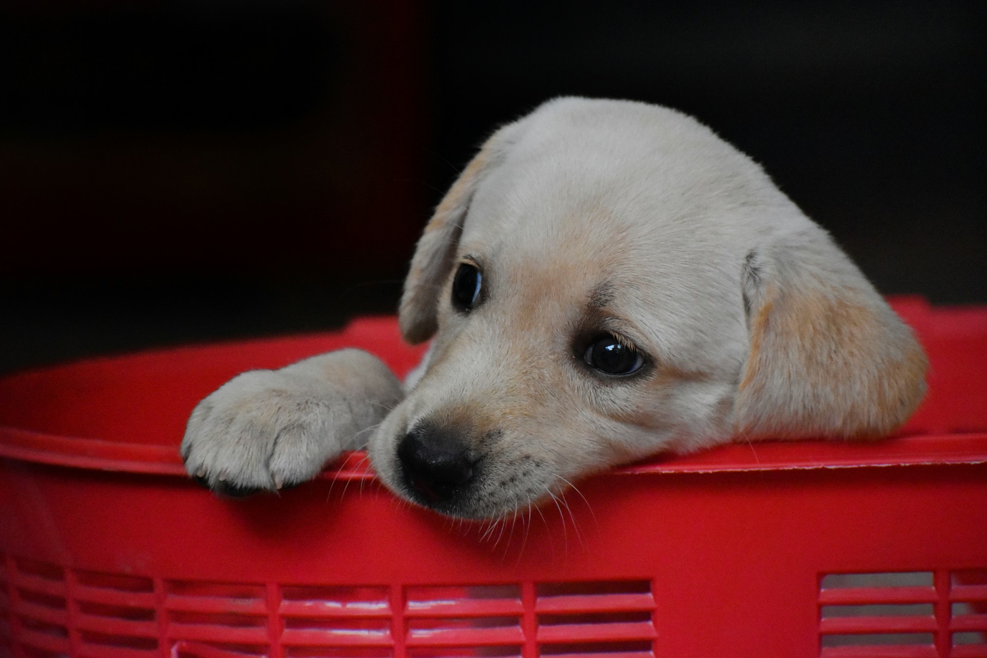 yellow labrador retriever puppy on red plastic crate