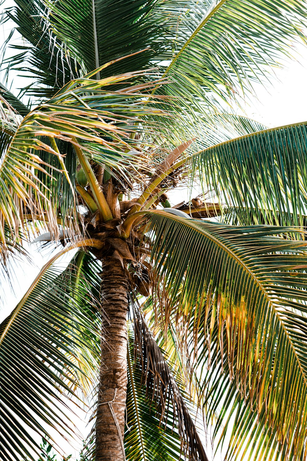 green palm tree under white sky during daytime