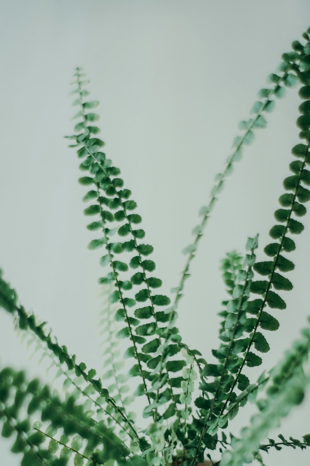 green plant in close up photography