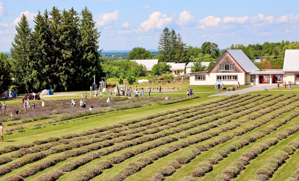 campo di erba verde vicino agli alberi verdi sotto il cielo blu durante il giorno