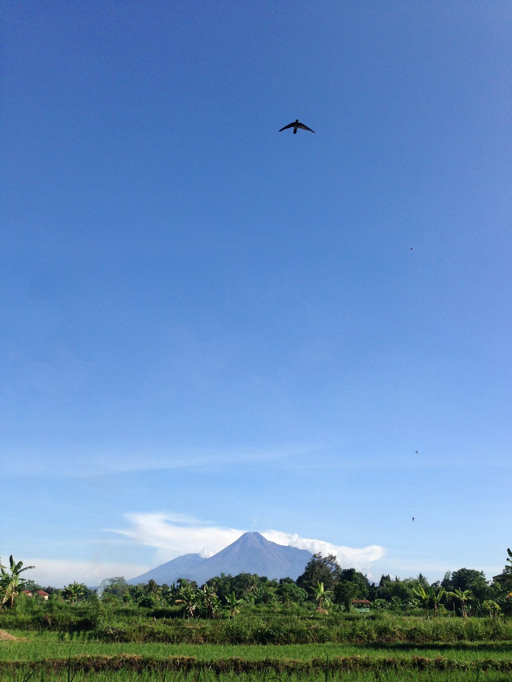 bird flying over green trees and mountain during daytime