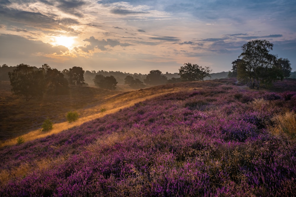 purple flower field near body of water during daytime