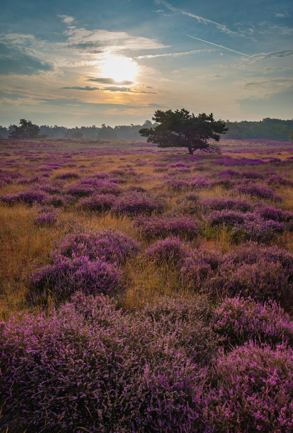 purple flower field during daytime