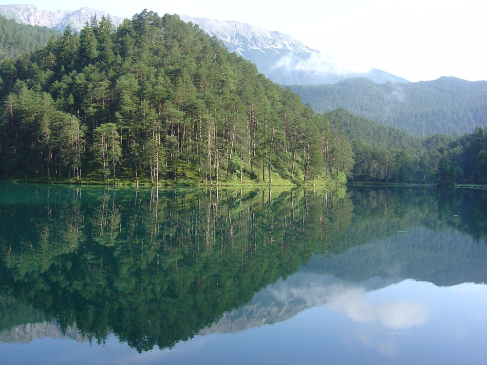 green trees beside lake during daytime