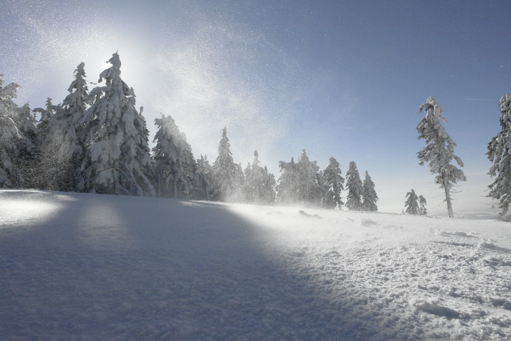 Árboles cubiertos de nieve y montaña durante el día