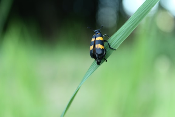 A black beetle with yellow-orange stripes crawls on a green blade of grass, set against a blurred, natural green background.
