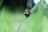 A black beetle with yellow-orange stripes crawls on a green blade of grass, set against a blurred, natural green background.