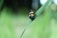 A black beetle with yellow-orange stripes crawls on a green blade of grass, set against a blurred, natural green background.