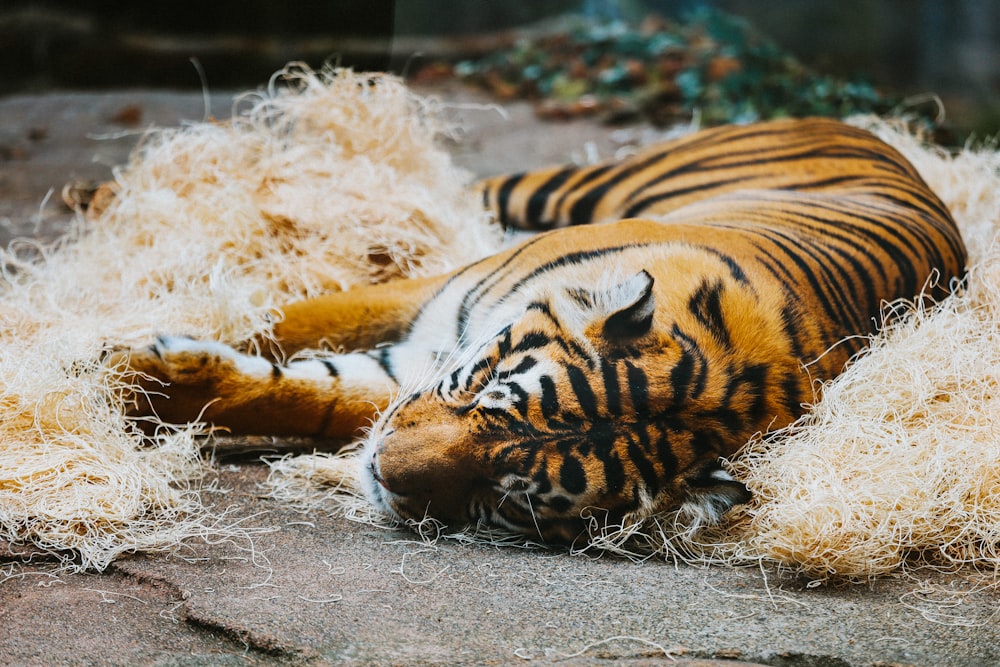 tiger lying on white snow