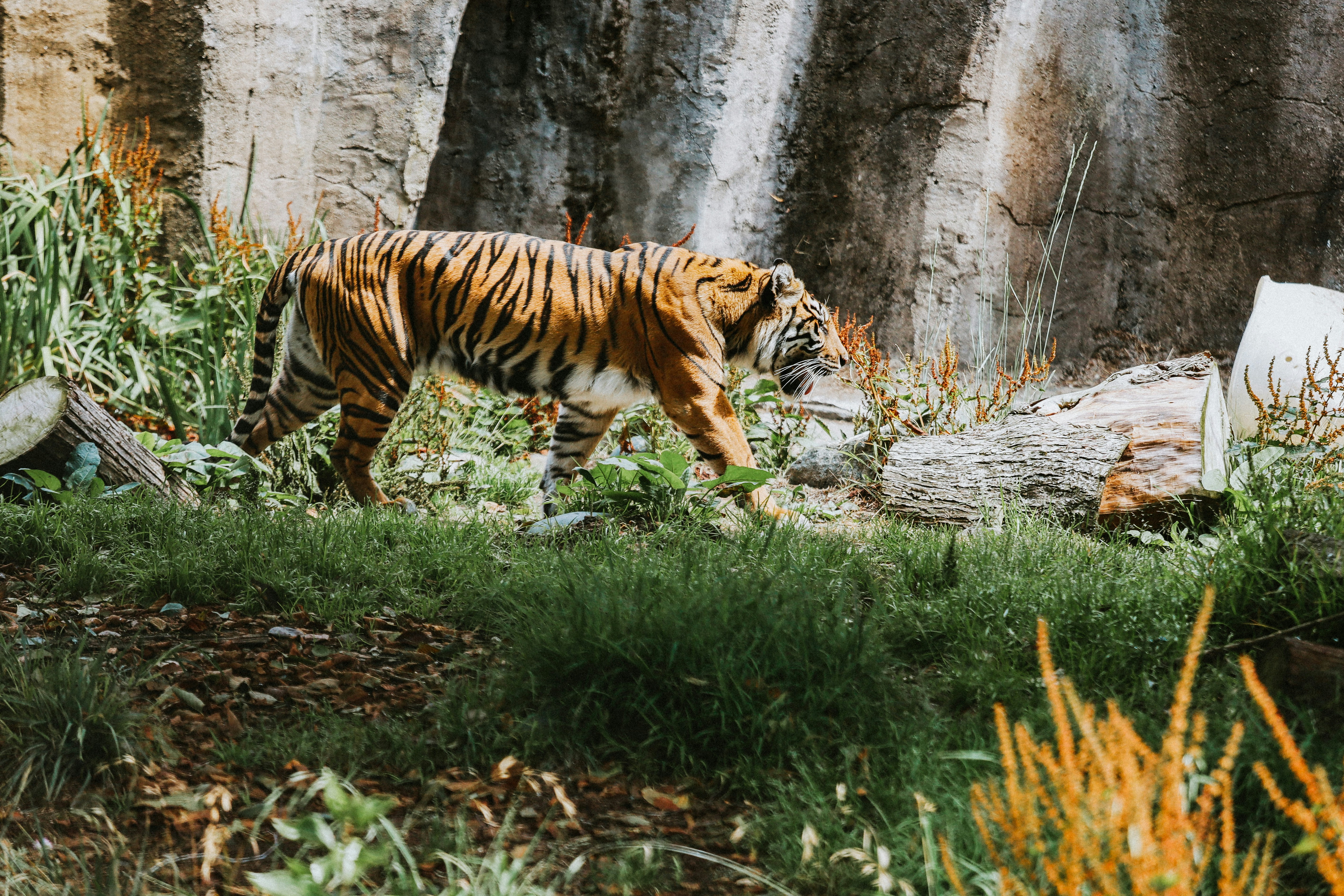The Tale of Two Tigers (image credits: unsplash)