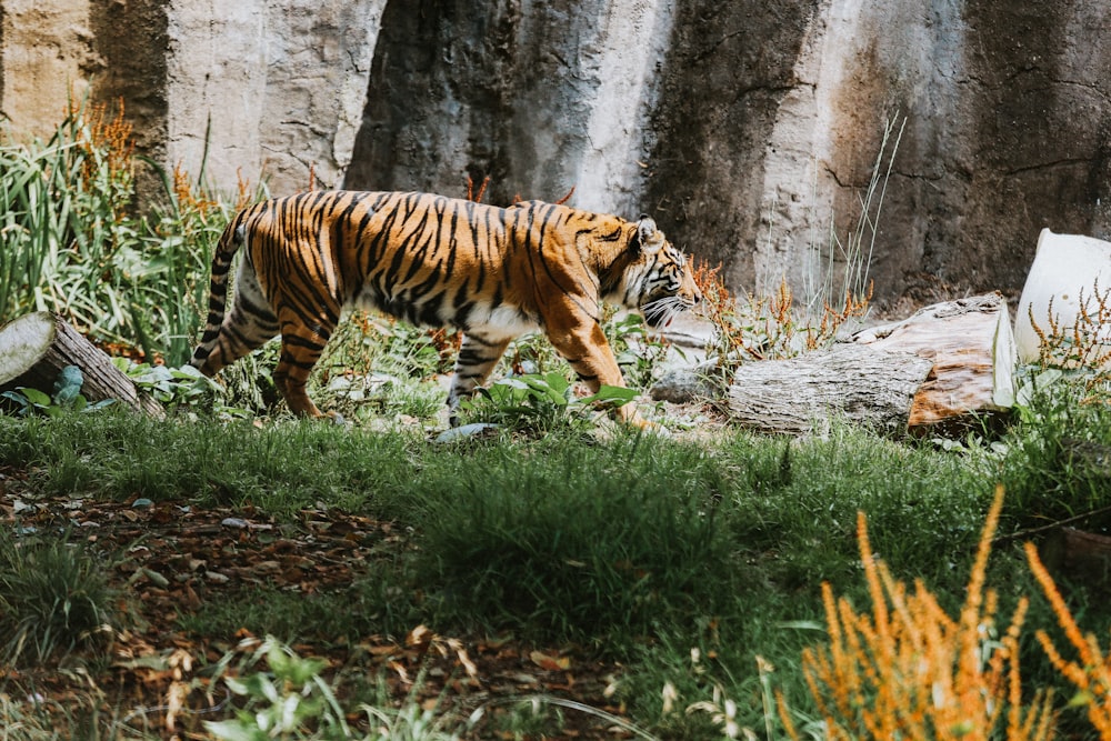 昼間は緑の芝生に横たわる虎