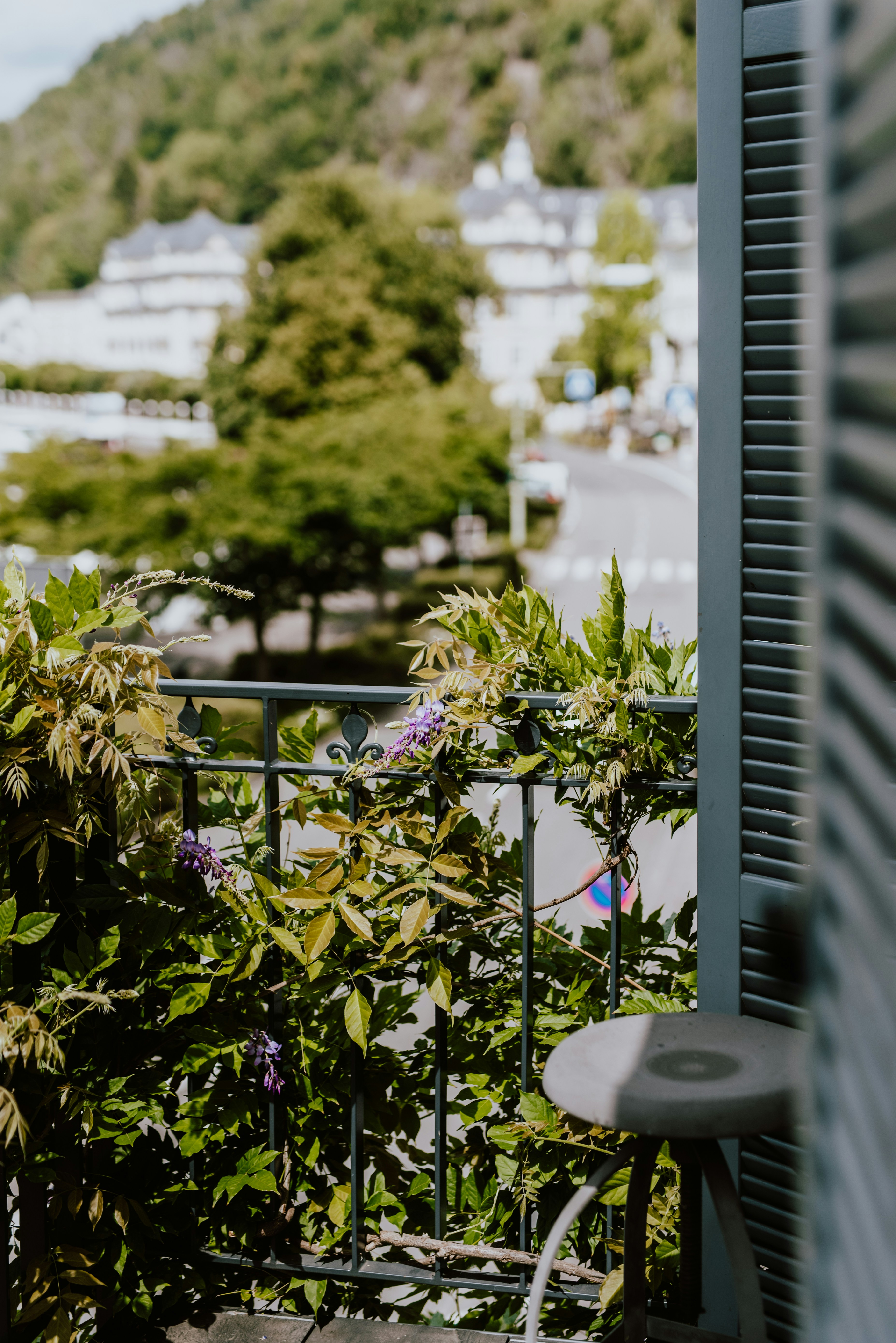 grüne und violette Blütenpflanzen