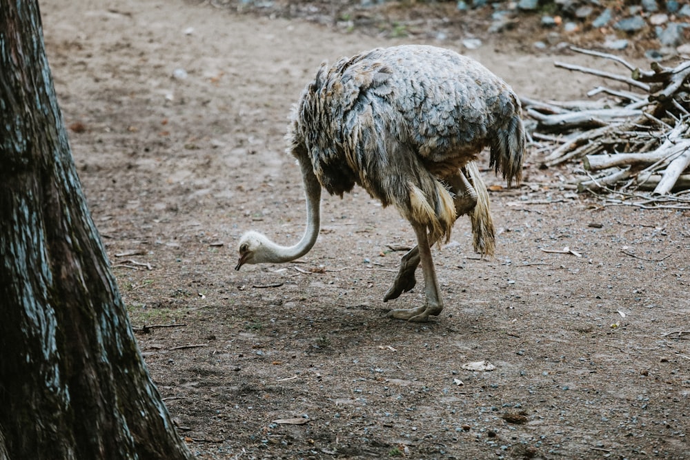 avestruz gris en suelo marrón durante el día