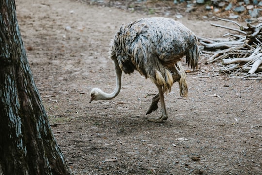 gray ostrich on brown soil during daytime in San Francisco Zoo United States