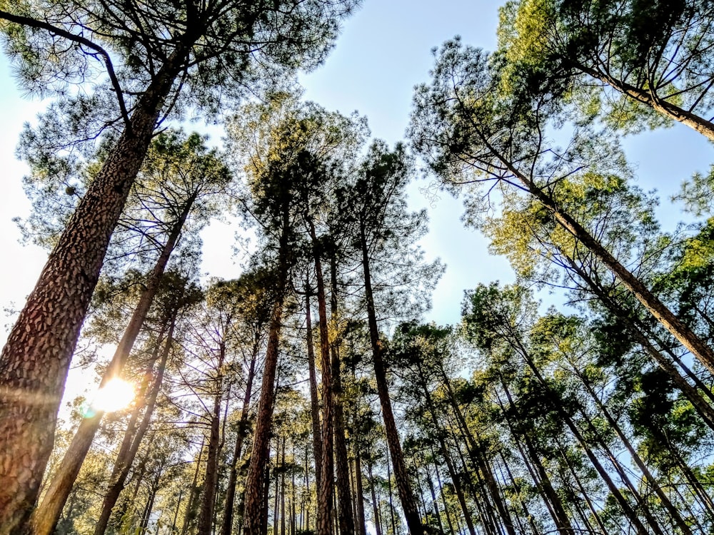 green trees under blue sky during daytime