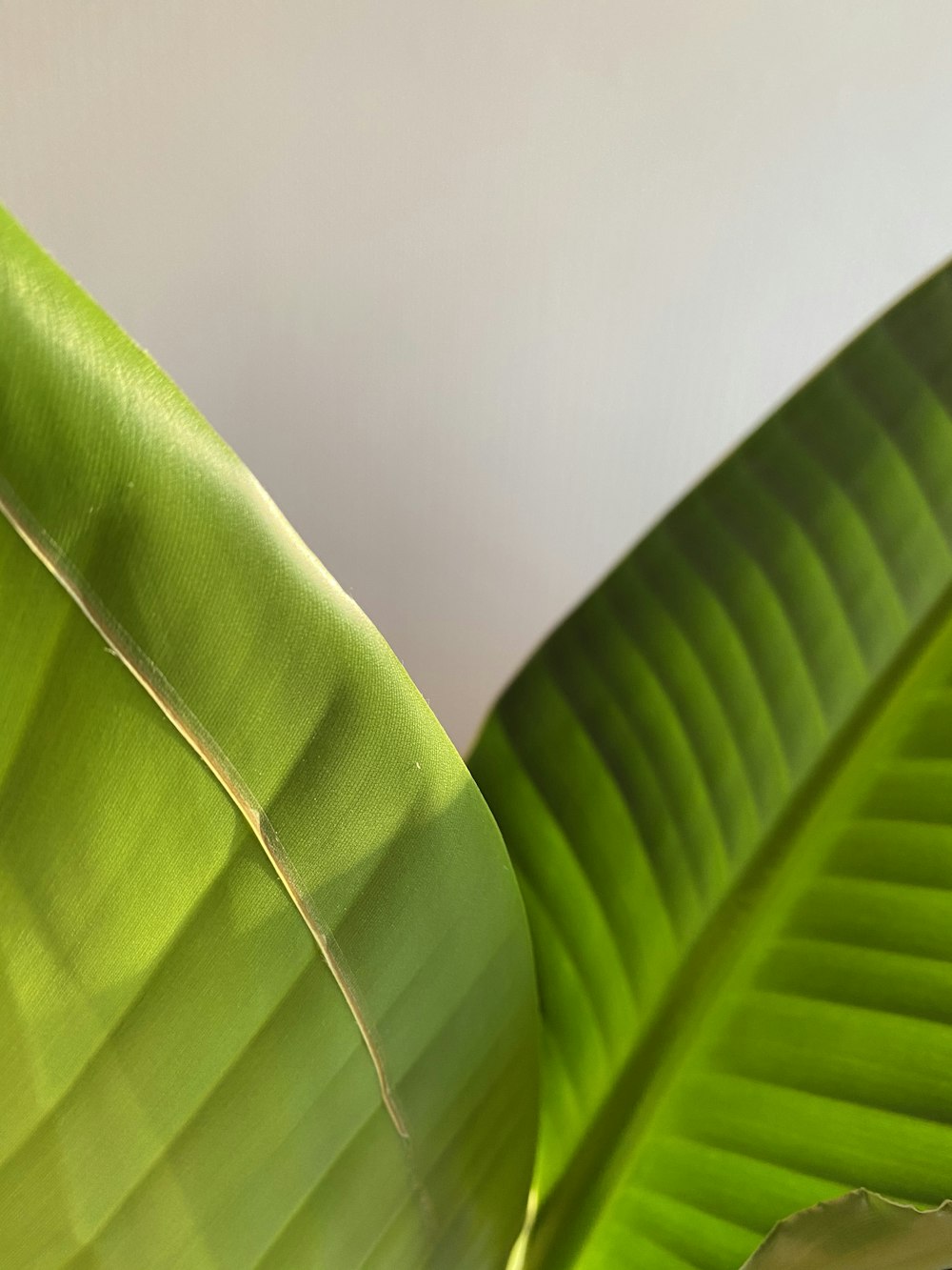 green leaf in close up photography