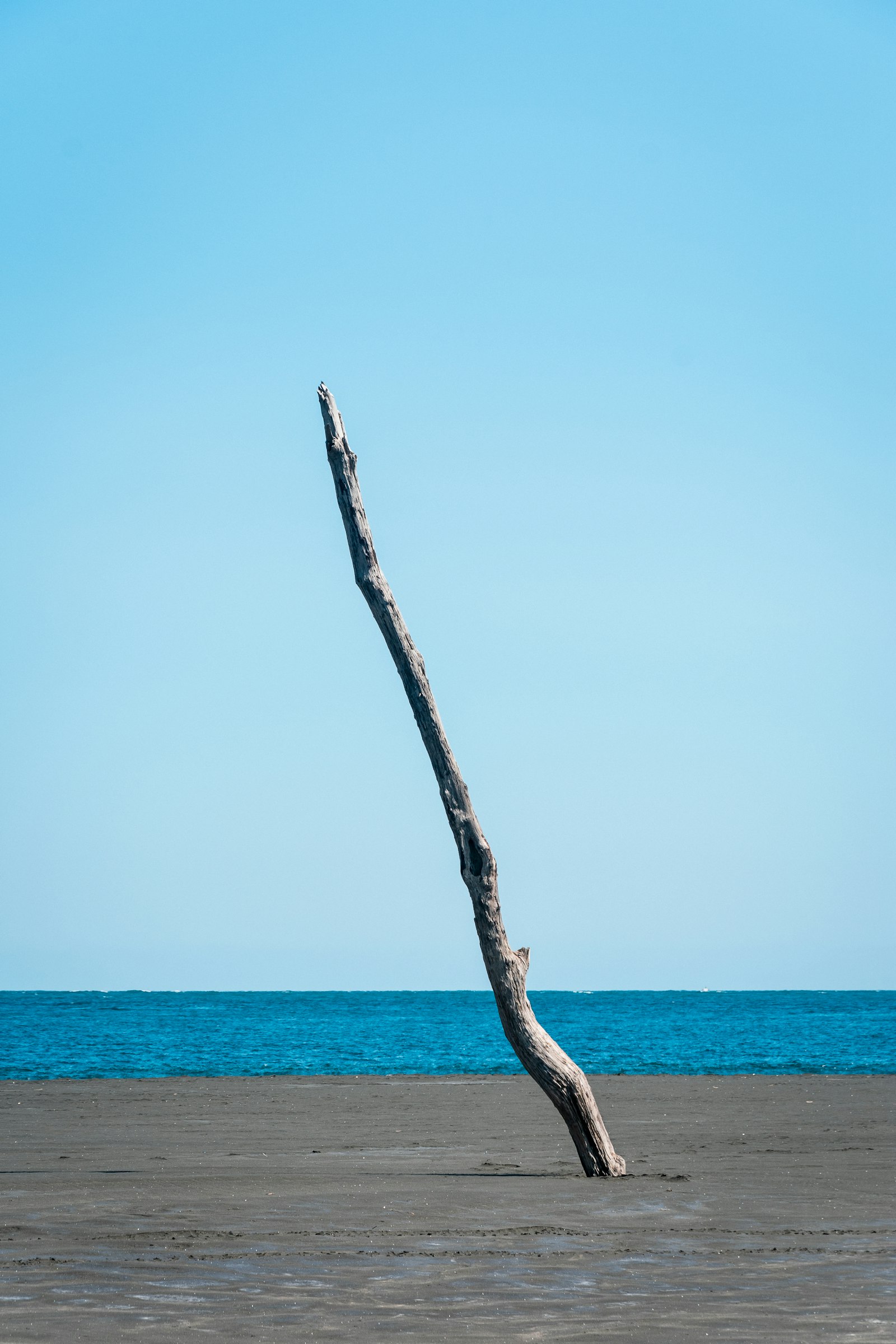 Nikon D3400 + Nikon AF-S DX Nikkor 18-105mm F3.5-5.6G ED VR sample photo. Brown tree branch on photography