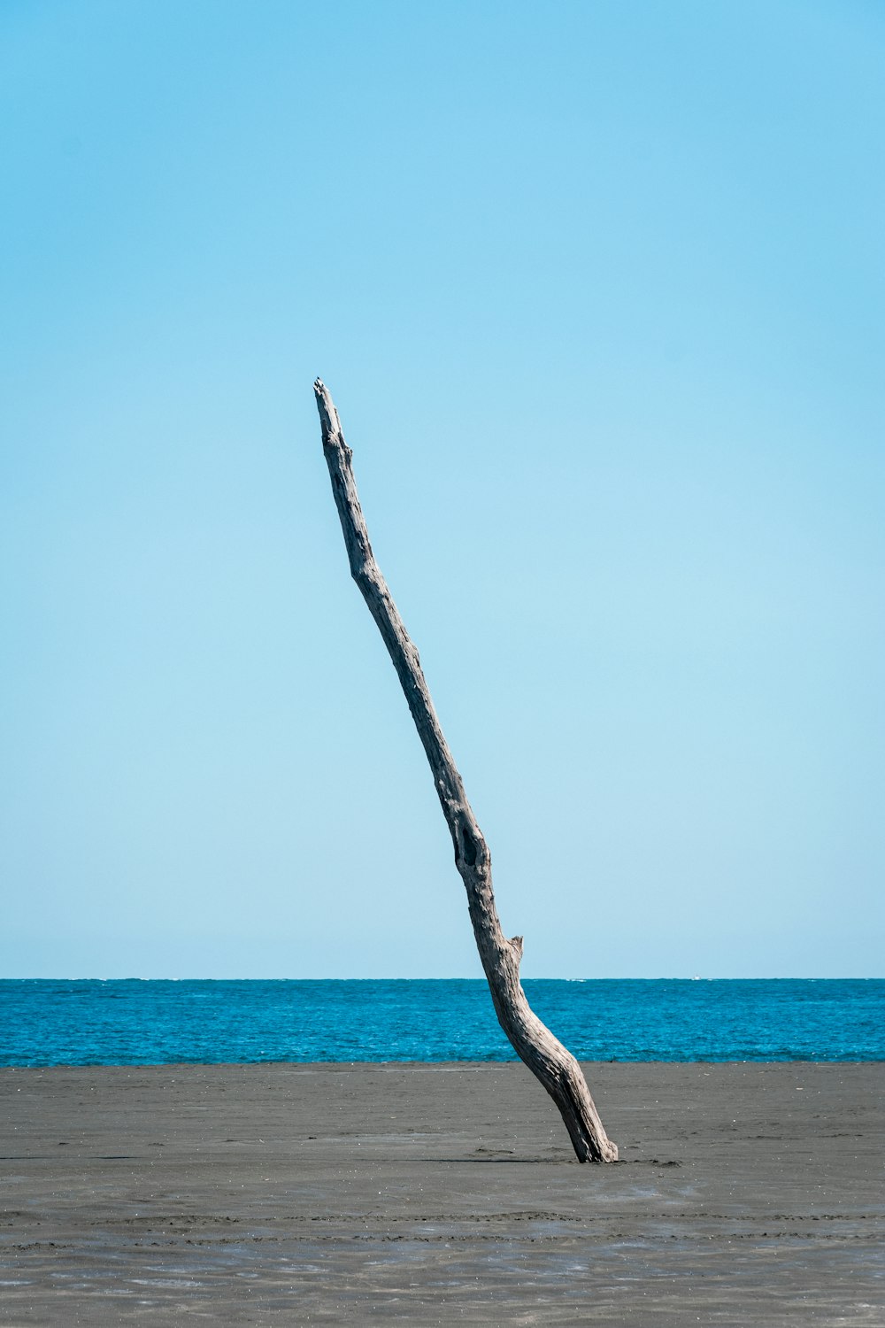 brown tree branch on body of water during daytime