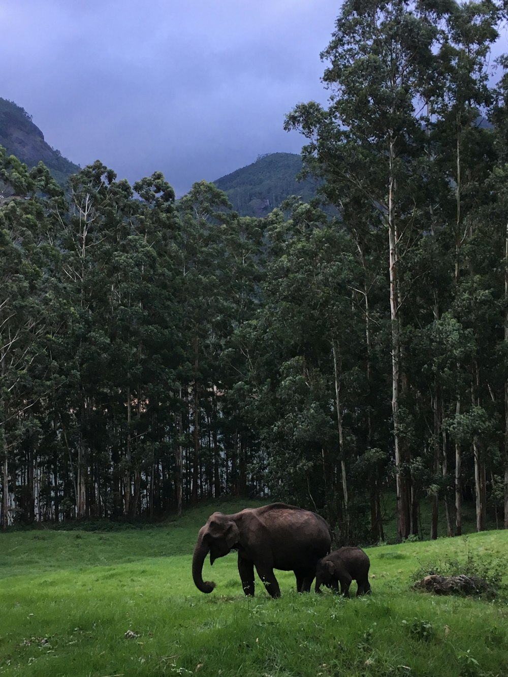 elephant eating grass near trees during daytime