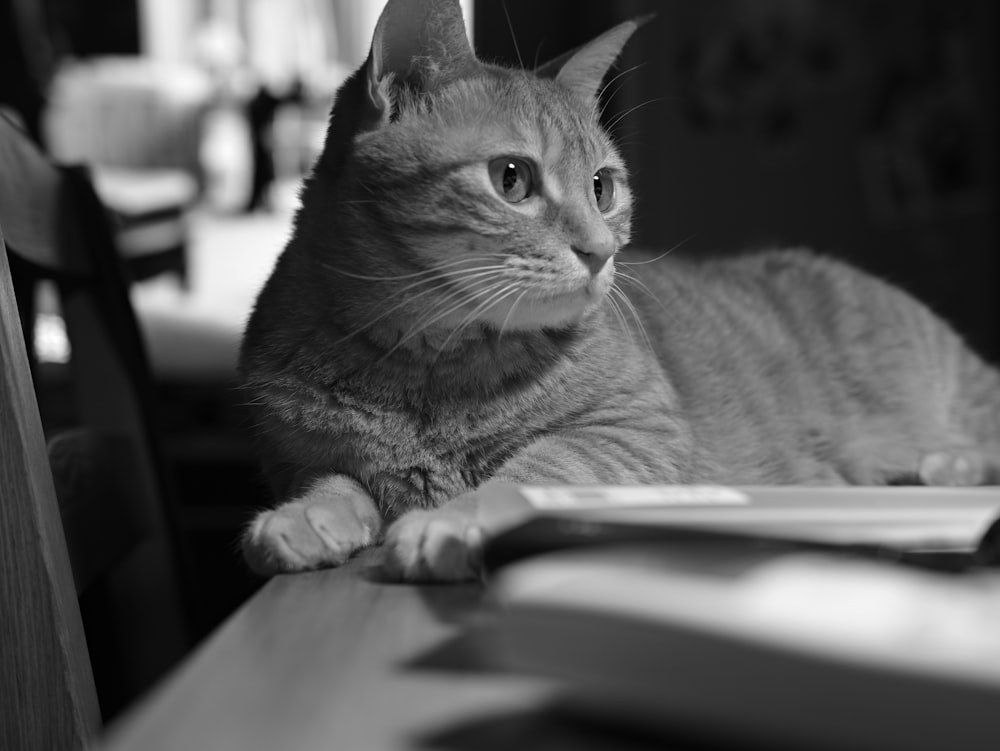 grayscale photo of cat lying on book