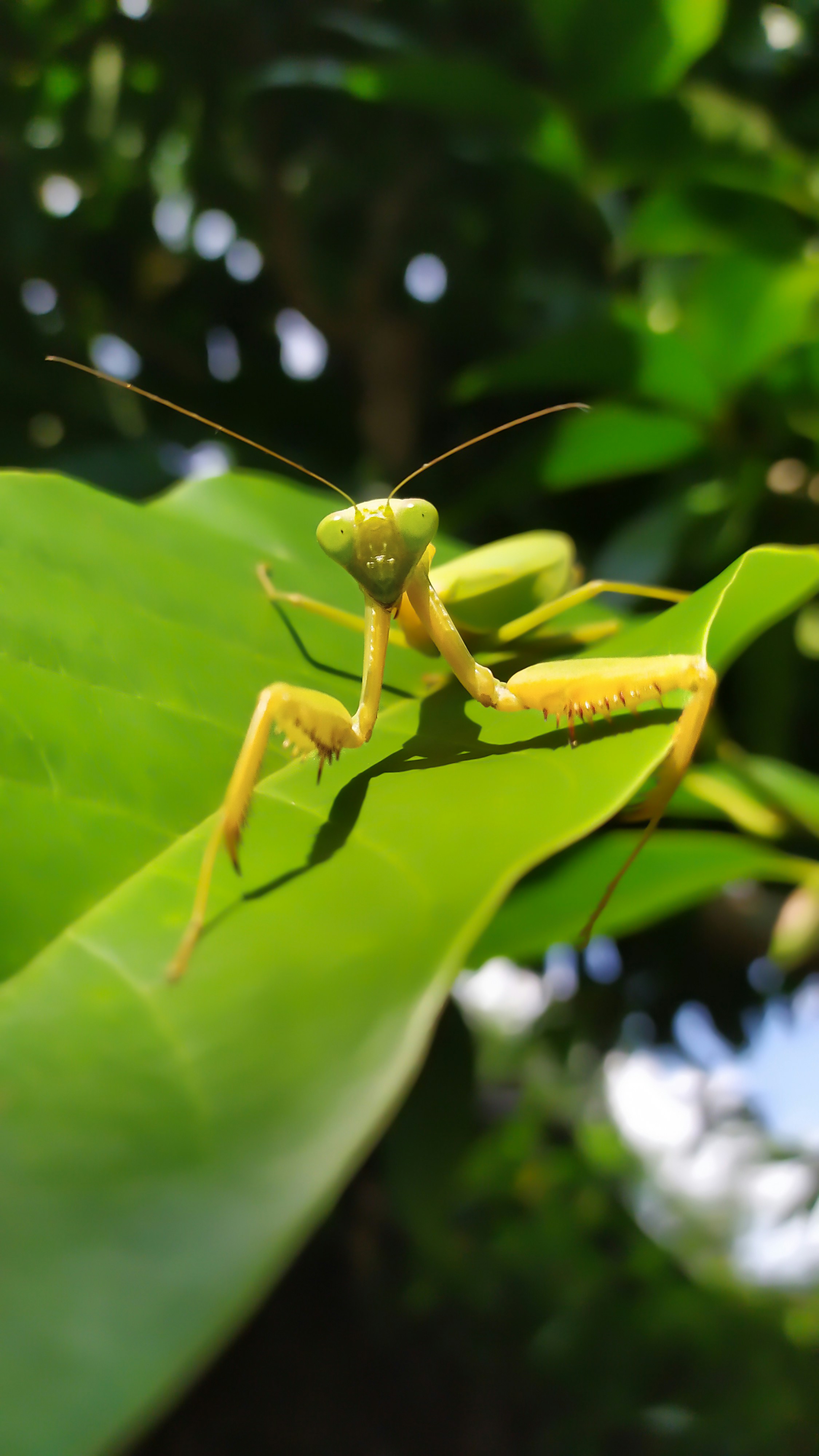 Praying Mantis Starter Kit