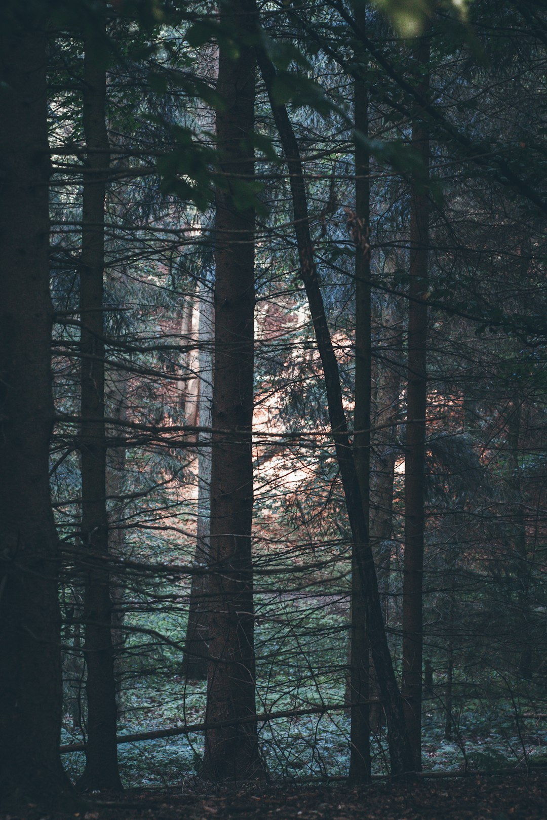 Forest photo spot Teutoburger Wald Soest