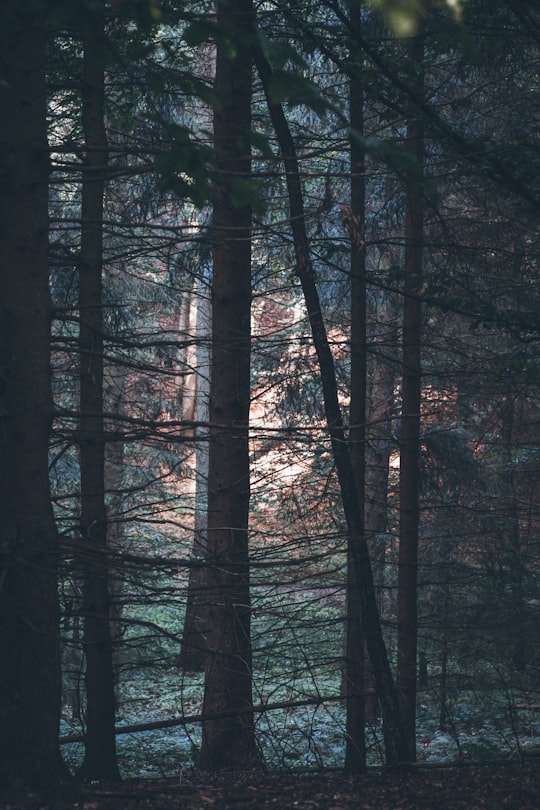 black and gray trees during daytime in Teutoburger Wald Germany