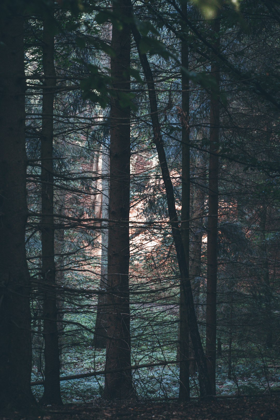 Forest photo spot Teutoburger Wald Schwerte